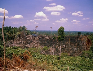 Colonisation of the Amazonian rainforest Colonisation of the Amazonian rainforest