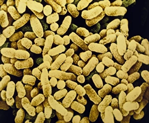 Colony of E. coli bacteria Colony of E. coli bacteria