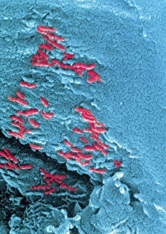 Colour electron micrograph of Martian microfossils Colour electron micrograph of Martian microfossils