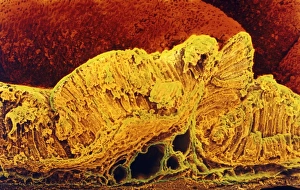 Colour SEM of cross-section through stomach wall Colour SEM of cross-section through stomach wall