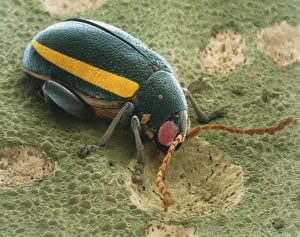 Colour SEM of flea beetle (Phyllotreta nemorum) Colour SEM of flea beetle (Phyllotreta nemorum)