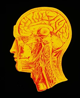 Coloured artwork of the human brain (side view) Coloured artwork of the human brain (side view)