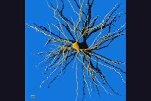 Coloured computer image of a nerve cell Coloured computer image of a nerve cell