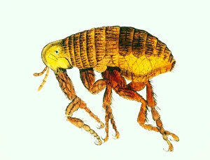 Coloured engraving of a flea (by van Leeuwenhoek) Coloured engraving of a flea (by van Leeuwenhoek)