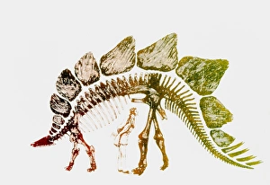 Coloured engraving of a Stegosaurus dinosaur Coloured engraving of a Stegosaurus dinosaur