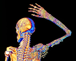 Coloured illustration of blood vessels of arm Coloured illustration of blood vessels of arm