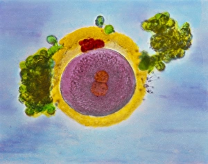 Coloured LM of a fertilised human egg 24 hours old Coloured LM of a fertilised human egg 24 hours old