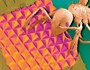 Coloured SEM of an ant on some reflective foil Coloured SEM of an ant on some reflective foil