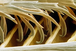 Coloured SEM of barbules on a swallow feather Coloured SEM of barbules on a swallow feather