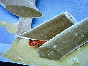 Coloured SEM of beard shavings on a razor blade Coloured SEM of beard shavings on a razor blade