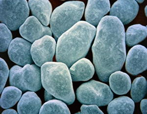 Coloured SEM of biological washing powder Coloured SEM of biological washing powder