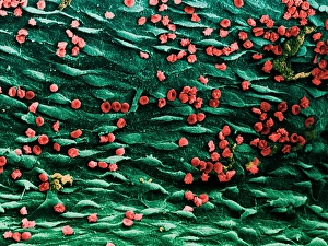 Coloured SEM of blood vessel with red blood cells Coloured SEM of blood vessel with red blood cells