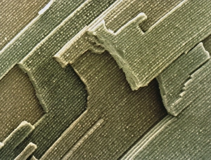 Coloured SEM of cells from the lens of the eye Coloured SEM of cells from the lens of the eye