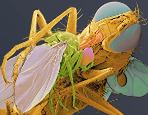 Coloured SEM of a Coenosia fly eating a Drosophila Coloured SEM of a Coenosia fly eating a Drosophila