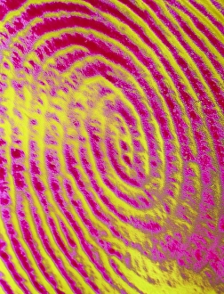 Coloured SEM of details of a human fingerprint Coloured SEM of details of a human fingerprint
