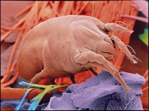 Coloured SEM of a dust mite, Dermatophagoides sp Coloured SEM of a dust mite, Dermatophagoides sp