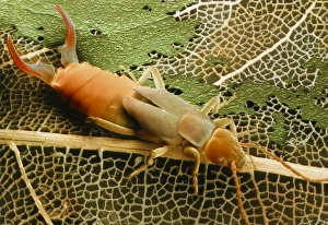 Coloured SEM of an earwig, Forficula auricularia Coloured SEM of an earwig, Forficula auricularia