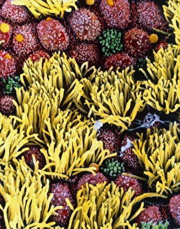 Coloured SEM of fallopian tube cilia & microvilli Coloured SEM of fallopian tube cilia & microvilli