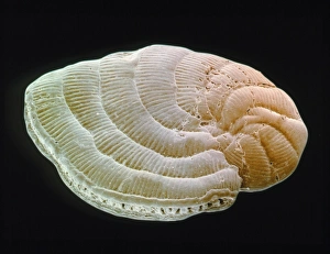 Coloured SEM of foraminiferan, Peneroplis sp Coloured SEM of foraminiferan, Peneroplis sp