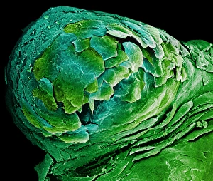 Coloured SEM of a fungiform papilla of the tongue Coloured SEM of a fungiform papilla of the tongue