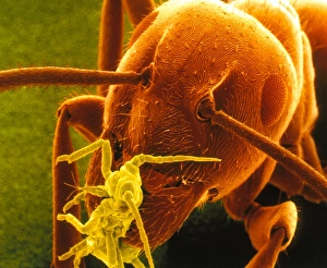 Coloured SEM of a Garden ant carrying a Rose aphid Coloured SEM of a Garden ant carrying a Rose aphid