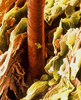 Coloured SEM of a hair emerging from the skin Coloured SEM of a hair emerging from the skin