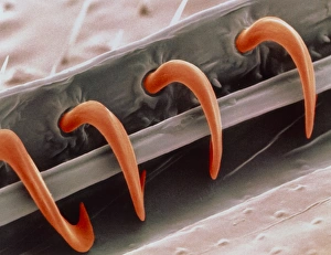 Coloured SEM of hamuli of honey bee wing Coloured SEM of hamuli of honey bee wing