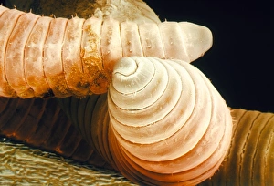Coloured SEM of head of an earthworm Coloured SEM of head of an earthworm