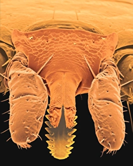 Coloured SEM of the head of a tick, Ixodes sp Coloured SEM of the head of a tick, Ixodes sp