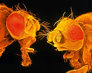 Coloured SEM of heads of normal & mutant fruit fly Coloured SEM of heads of normal & mutant fruit fly