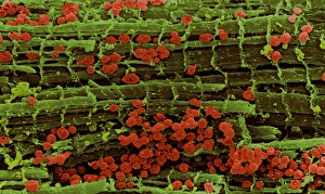 Coloured SEM of healthy heart muscle fibres Coloured SEM of healthy heart muscle fibres