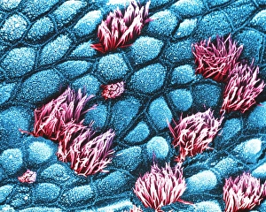 Coloured SEM of human tracheal epithelium Coloured SEM of human tracheal epithelium