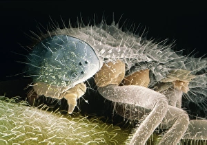 Coloured SEM of a ladybird (Coccinella sp.) larva Coloured SEM of a ladybird (Coccinella sp.) larva