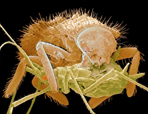 Coloured SEM of ladybird larva eating an aphid Coloured SEM of ladybird larva eating an aphid