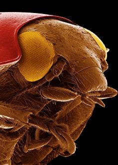 Coloured SEM of ladybirds head (Coccinella sp.) Coloured SEM of ladybirds head (Coccinella sp.)