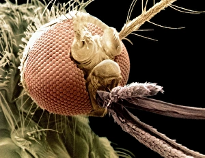 Coloured SEM of mosquito head, Aedes punctor Coloured SEM of mosquito head, Aedes punctor