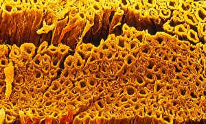 Coloured SEM of some nerve fibres Coloured SEM of some nerve fibres