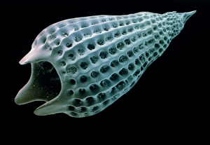 Coloured SEM of Podocyrtis mitra, a radiolarian Coloured SEM of Podocyrtis mitra, a radiolarian