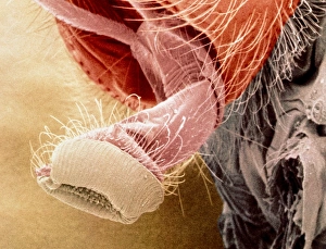 Coloured SEM of proboscis of flesh fly, Sarcophaga Coloured SEM of proboscis of flesh fly, Sarcophaga