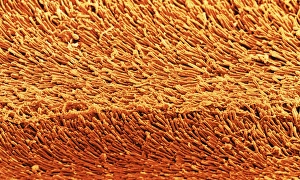 Coloured SEM of rod cells in the retina of the eye Coloured SEM of rod cells in the retina of the eye