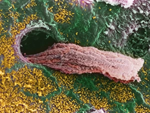 Coloured SEM of a secreting uterine gland Coloured SEM of a secreting uterine gland
