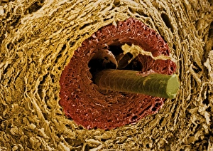 Coloured SEM of a section through a hair follicle Coloured SEM of a section through a hair follicle