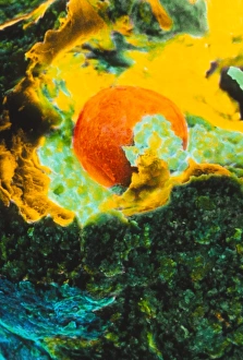 Coloured SEM showing the ovulation process Coloured SEM showing the ovulation process