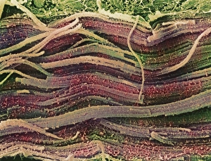 Coloured SEM of skeletal (striated) muscle fibres Coloured SEM of skeletal (striated) muscle fibres