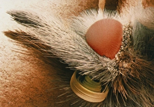 Coloured SEM of small tortoiseshell butterfly head Coloured SEM of small tortoiseshell butterfly head