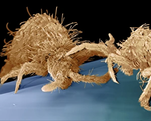 Coloured SEM of two springtails (Order collembola) Coloured SEM of two springtails (Order collembola)