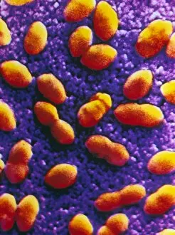 Images Dated 30th August 2002: Coloured SEM of streptococcus pneumoniae
