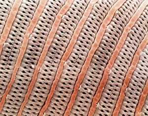 Coloured SEM of surface of proboscis of flesh fly Coloured SEM of surface of proboscis of flesh fly