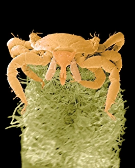 Coloured SEM of a tick, Ixodes sp., on plant leaf Coloured SEM of a tick, Ixodes sp., on plant leaf