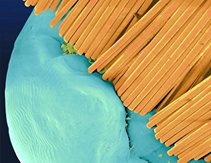 Coloured SEM of a toothbrush scrubbing a tooth Coloured SEM of a toothbrush scrubbing a tooth